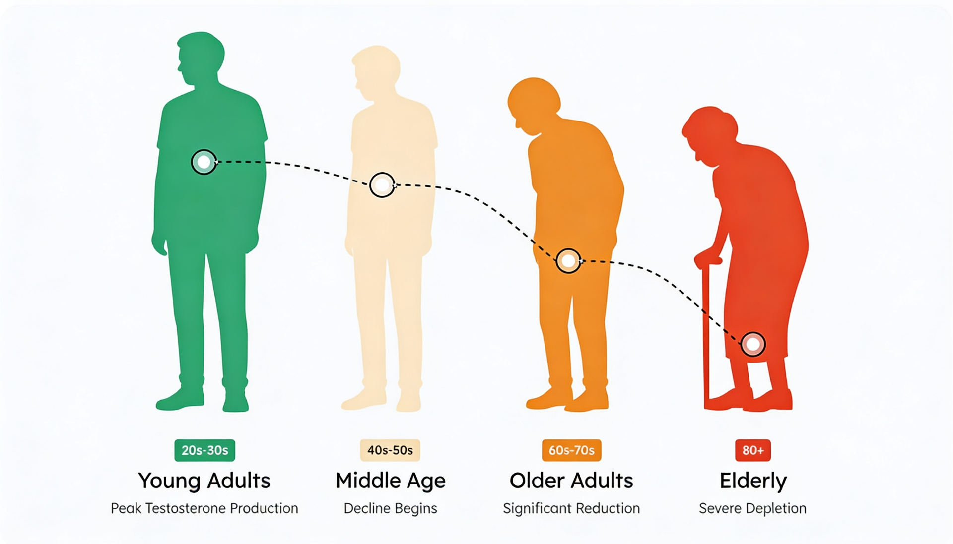 Testosterone decline by age: peak in 20s-30s, decline begins in 40s-50s, significant reduction in 60s-70s, severe depletion at 80+